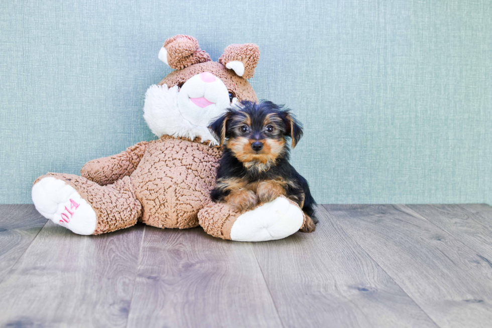 Meet Jenkins - our Yorkshire Terrier Puppy Photo 