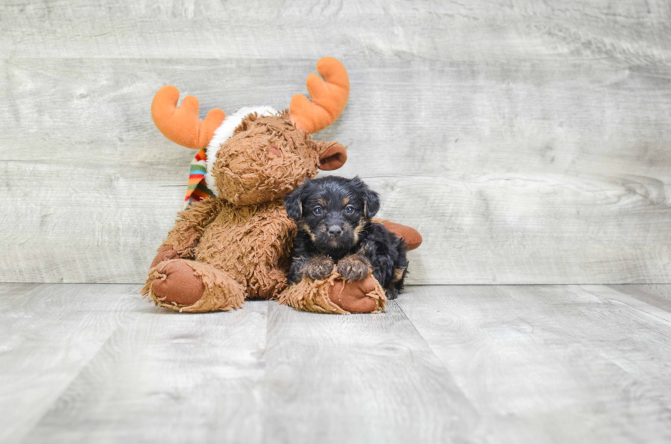 Funny Yorkie Poo Poodle Mix Pup