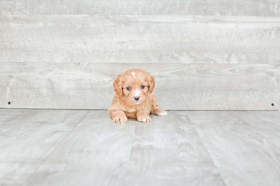 Cavapoo Puppy for Adoption