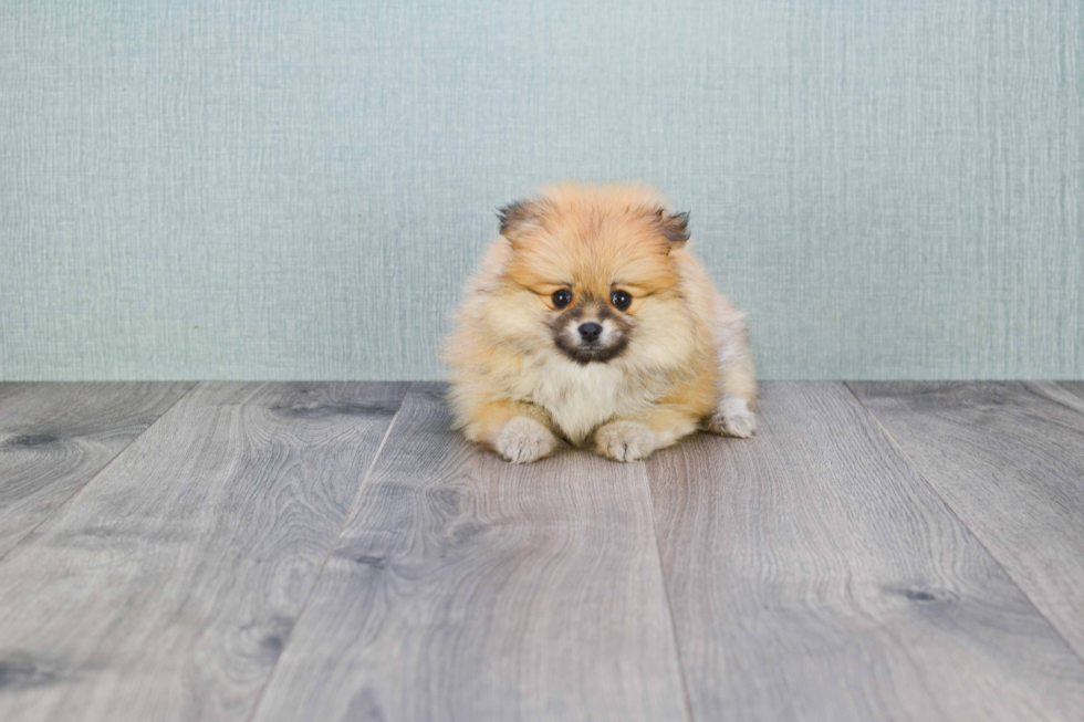 Small Pomeranian Purebred Pup