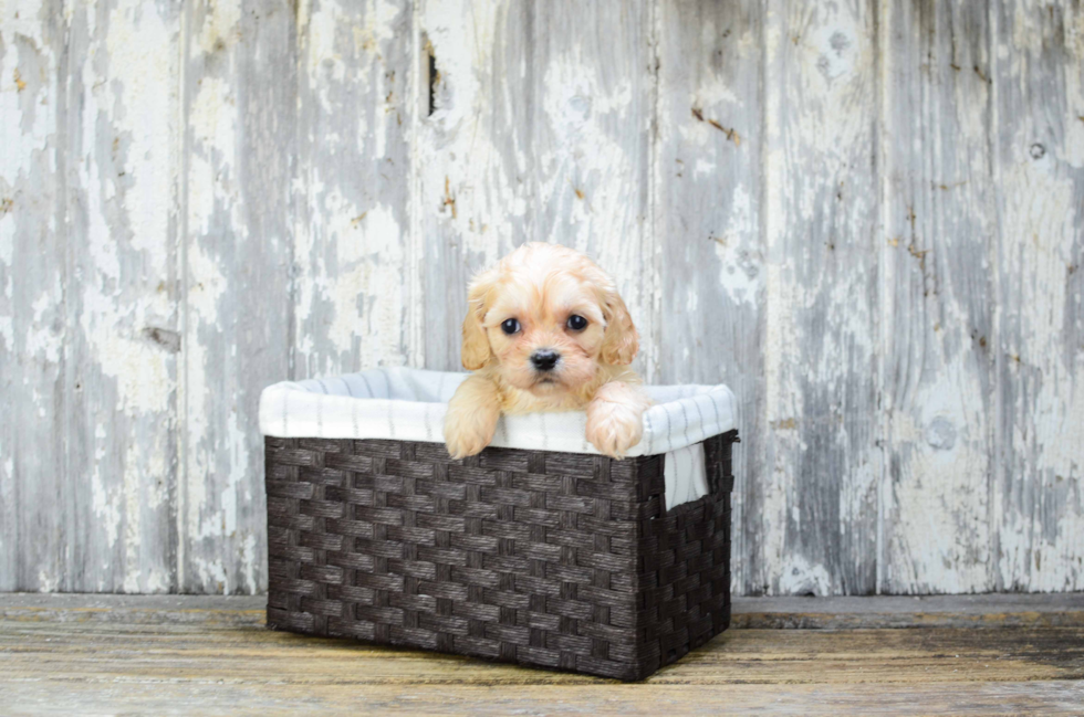 Happy Cavachon Baby