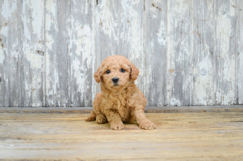 Funny Mini Goldendoodle Poodle Mix Pup