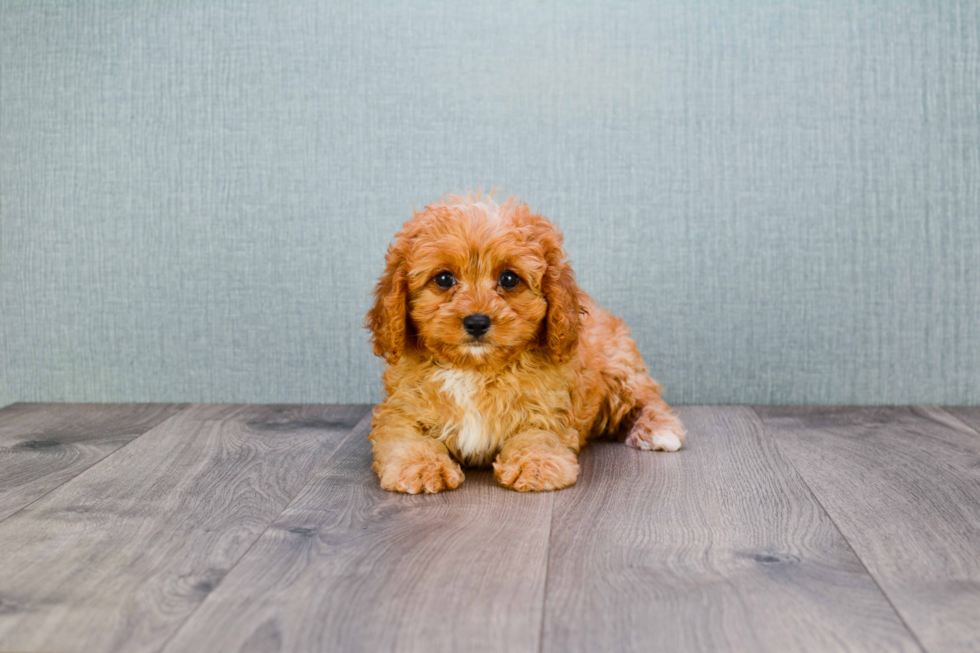 Cavapoo Puppy for Adoption