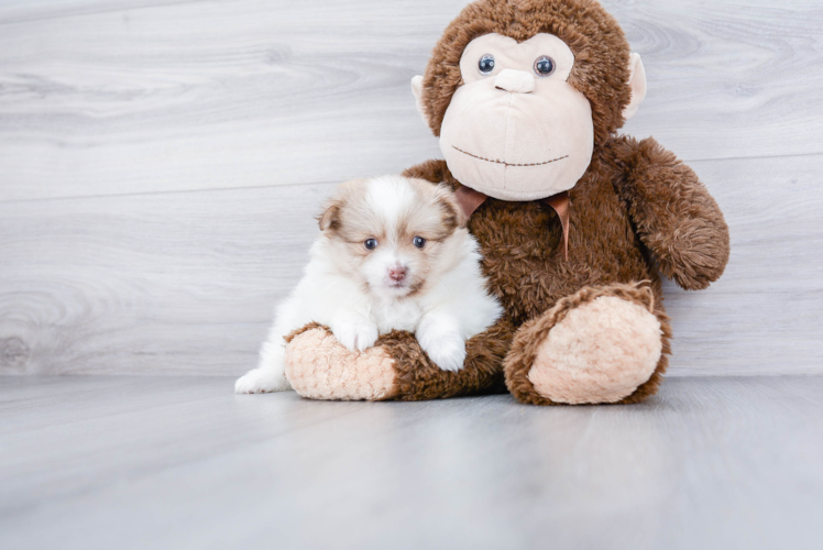 Akc Registered Pomeranian Baby