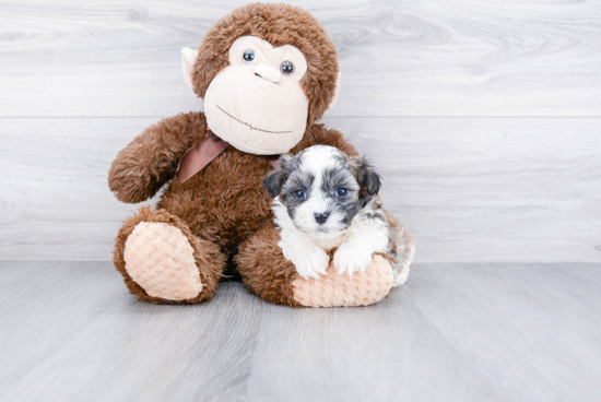 Teddy Bear Pup Being Cute