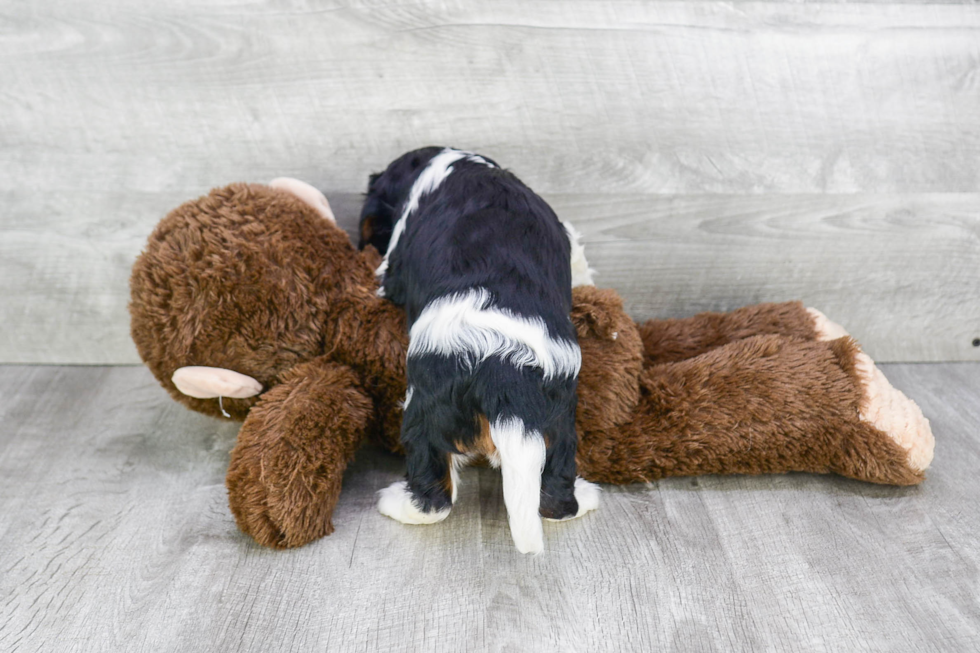 Best Cavalier King Charles Spaniel Baby