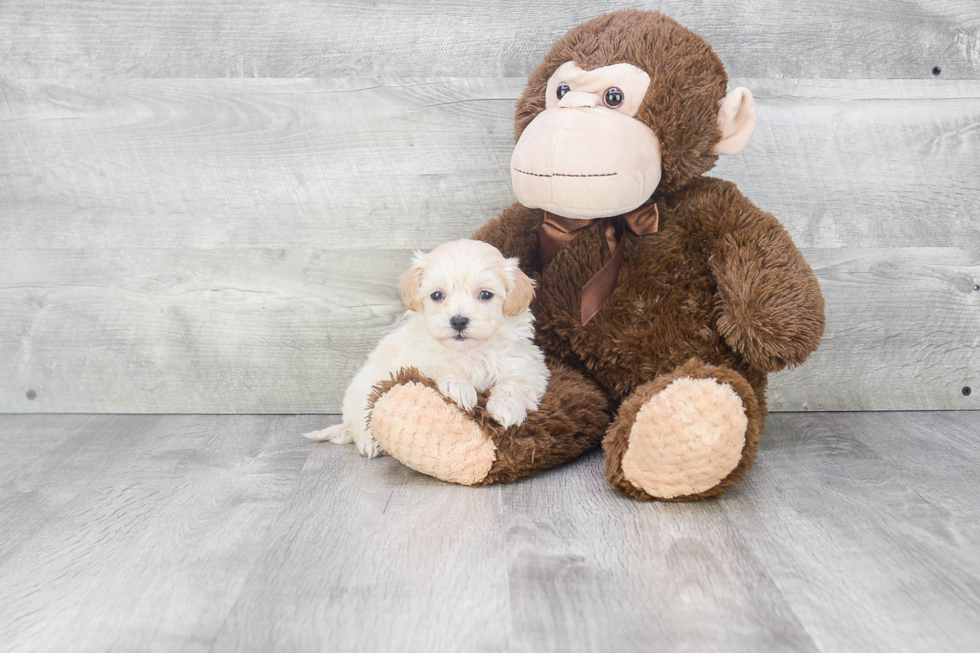 Small Maltipoo Baby