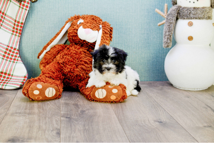 Havanese Puppy for Adoption