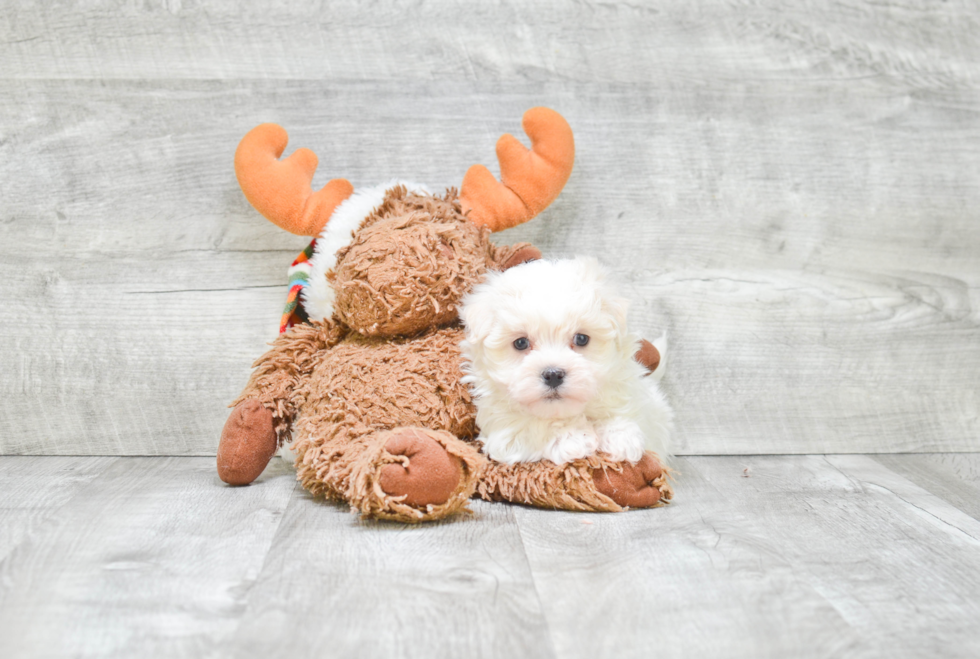 Havanese Puppy for Adoption