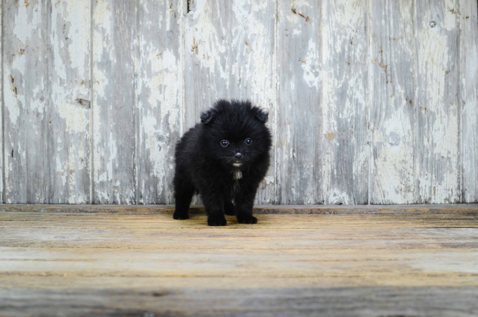 Playful Pomeranian Purebred Pup