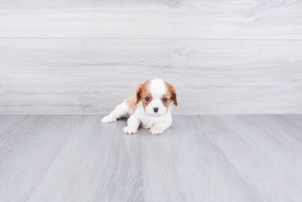 Cavalier King Charles Spaniel Puppy for Adoption