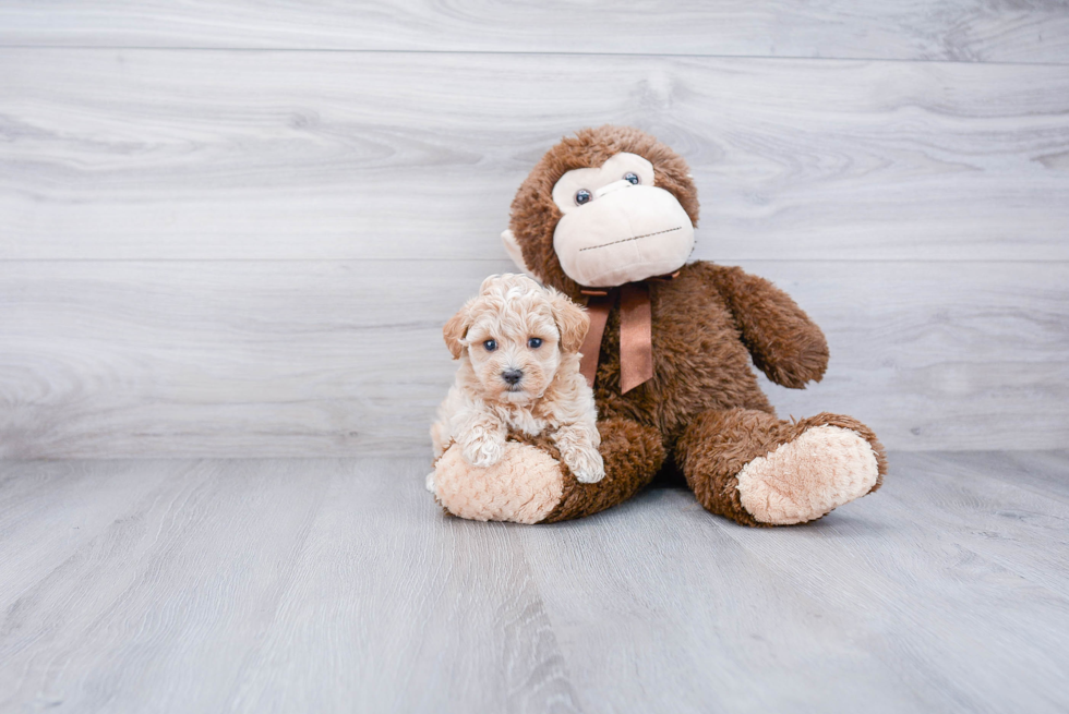 Maltipoo Pup Being Cute