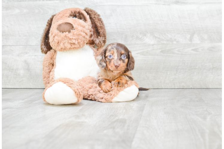 Cute Dachshund Purebred Pup