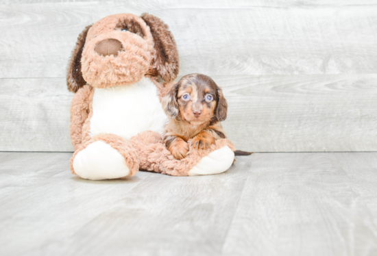 Cute Dachshund Purebred Pup