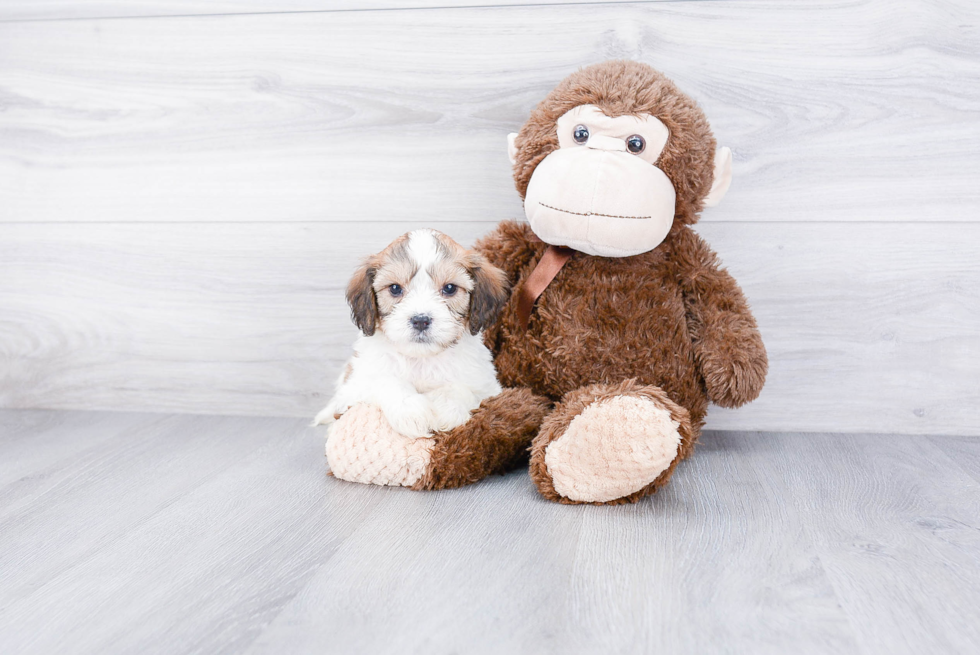 Happy Cavachon Baby