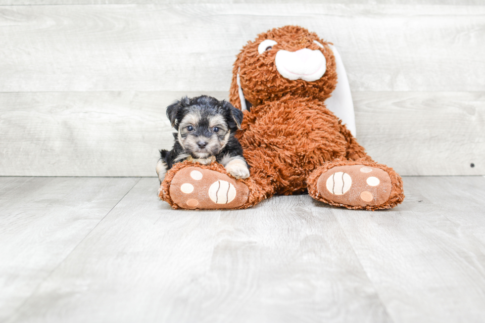 Little Yorkie Designer Puppy