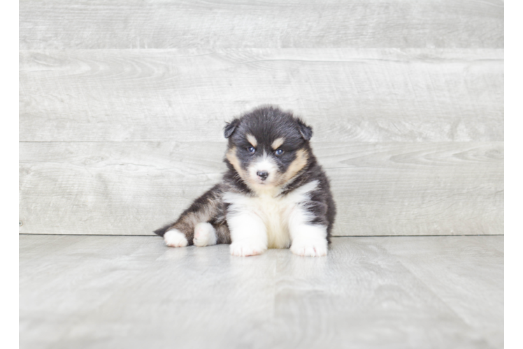 Pomsky Puppy for Adoption