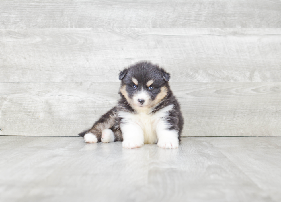 Pomsky Puppy for Adoption