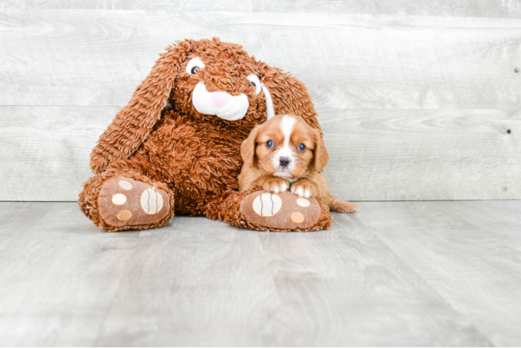 Best Cavalier King Charles Spaniel Baby