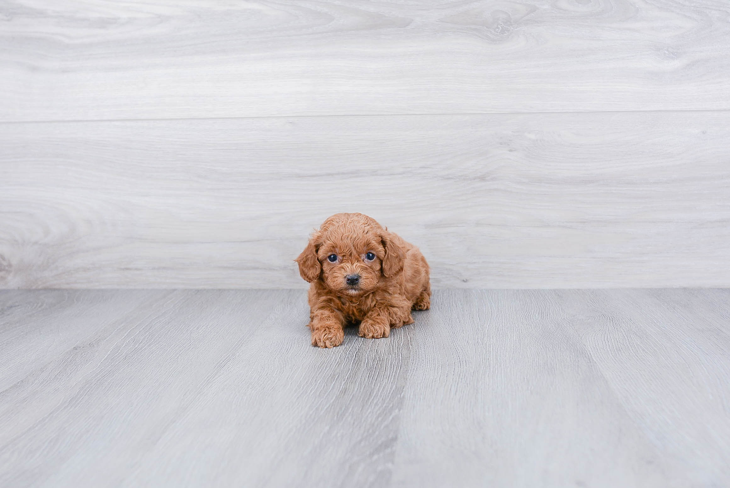 Smart Pudle Purebred Puppy