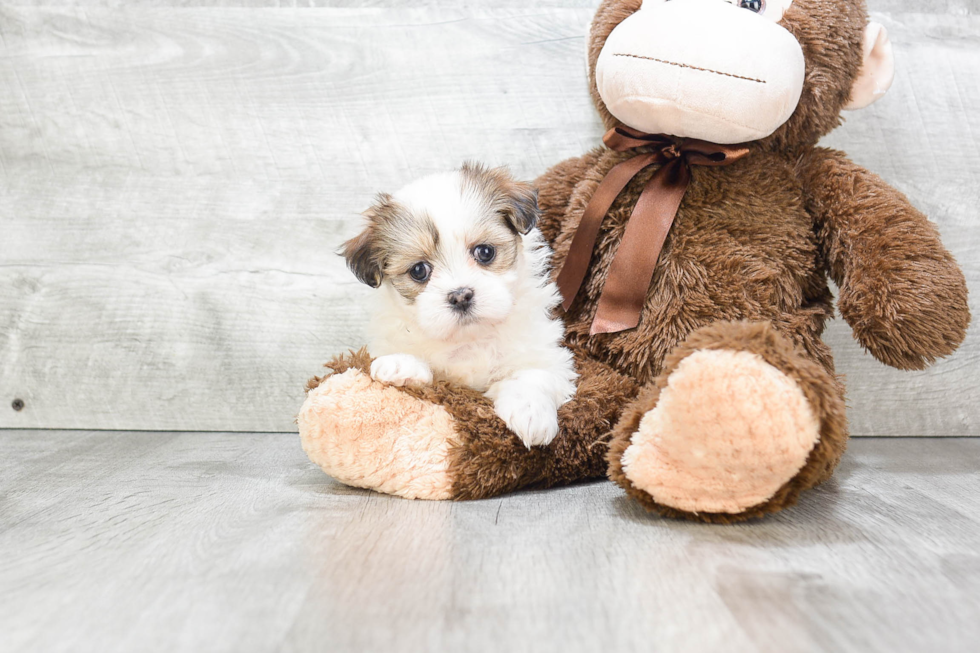 Teddy Bear Puppy for Adoption