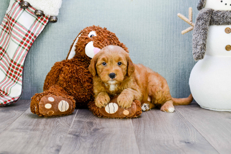 Best Mini Goldendoodle Baby