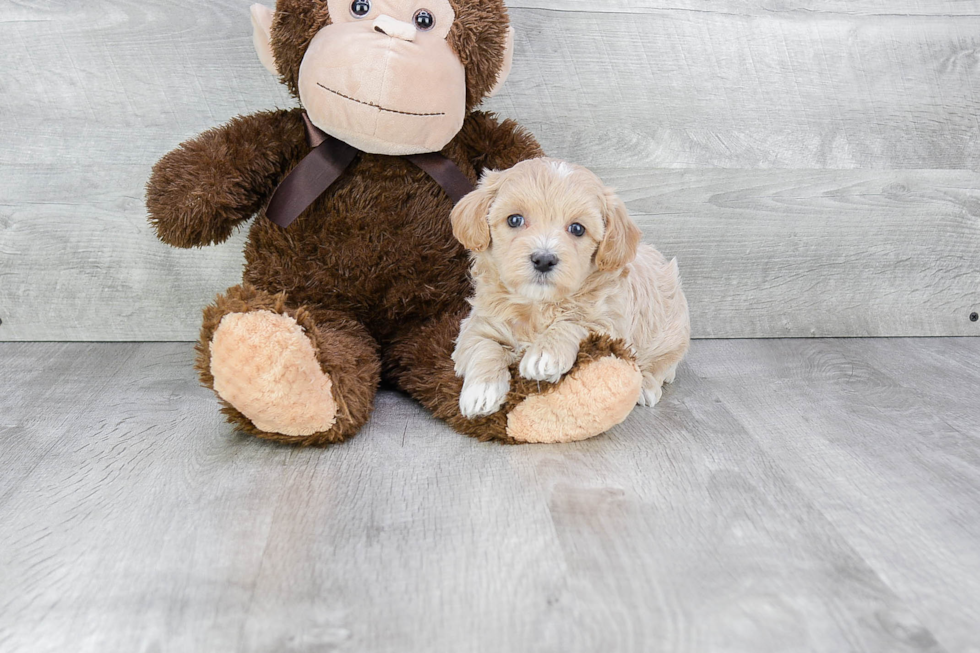 Little Maltepoo Poodle Mix Puppy