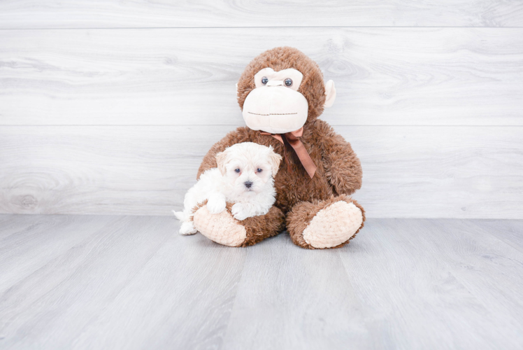 Cute Maltipoo Baby