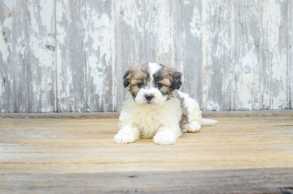 Teddy Bear Pup Being Cute