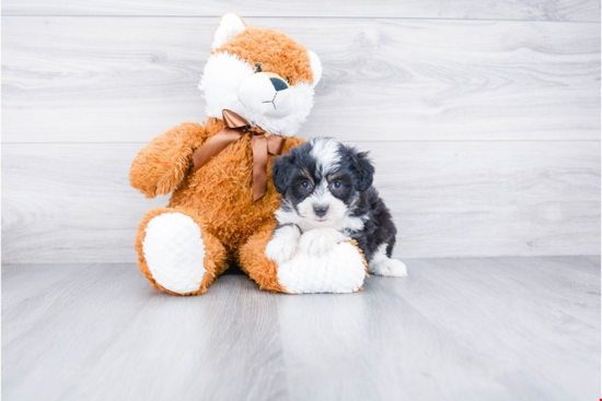 Adorable Aussiepoo Poodle Mix Puppy