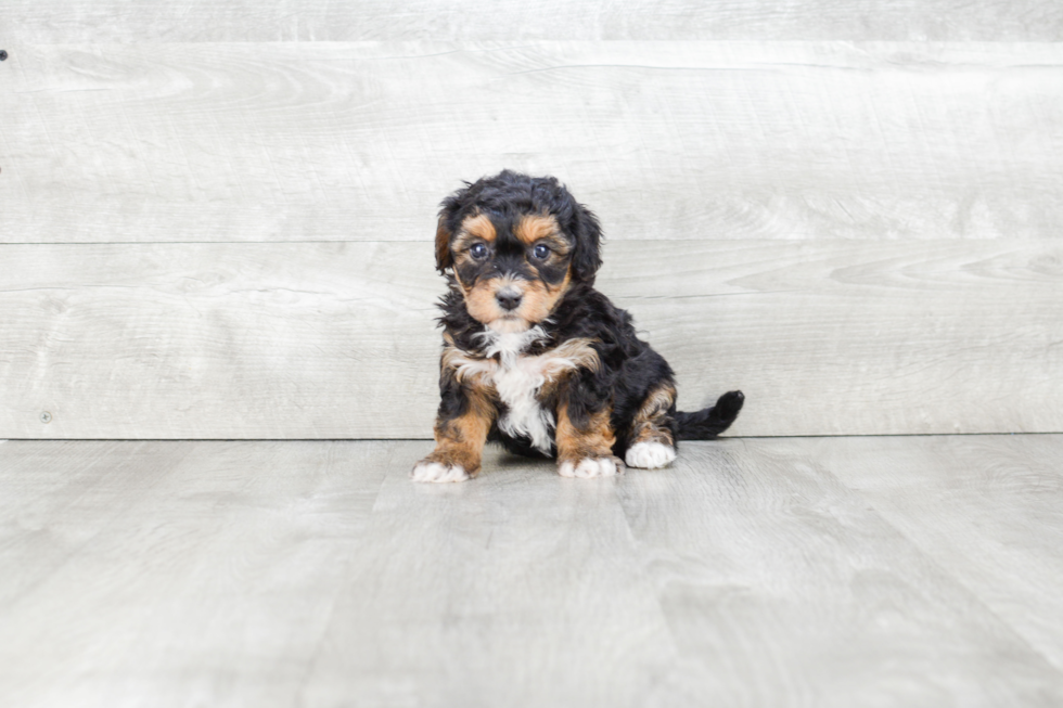 Sweet Havanese Purebred Puppy