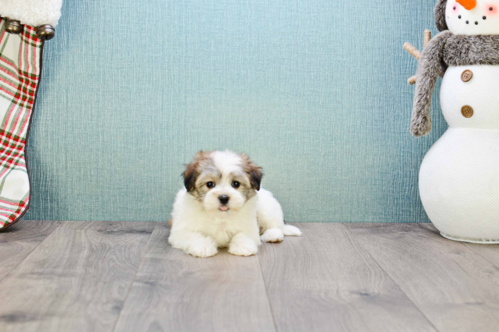 Little Havanese Baby