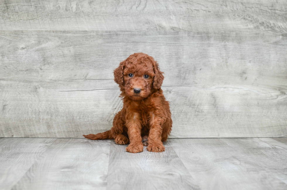 Popular Mini Goldendoodle Poodle Mix Pup