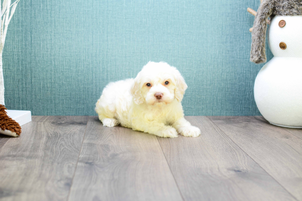 Hypoallergenic Cavoodle Poodle Mix Puppy