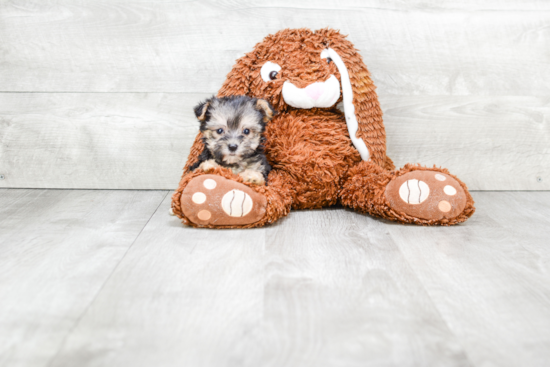 Morkie Pup Being Cute