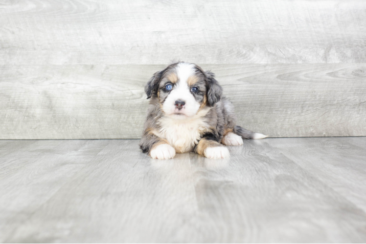 Best Mini Bernedoodle Baby