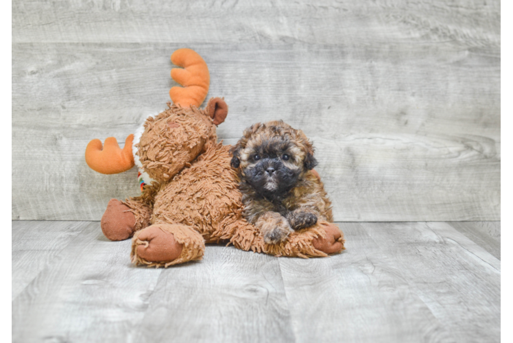 Teddy Bear Puppy for Adoption