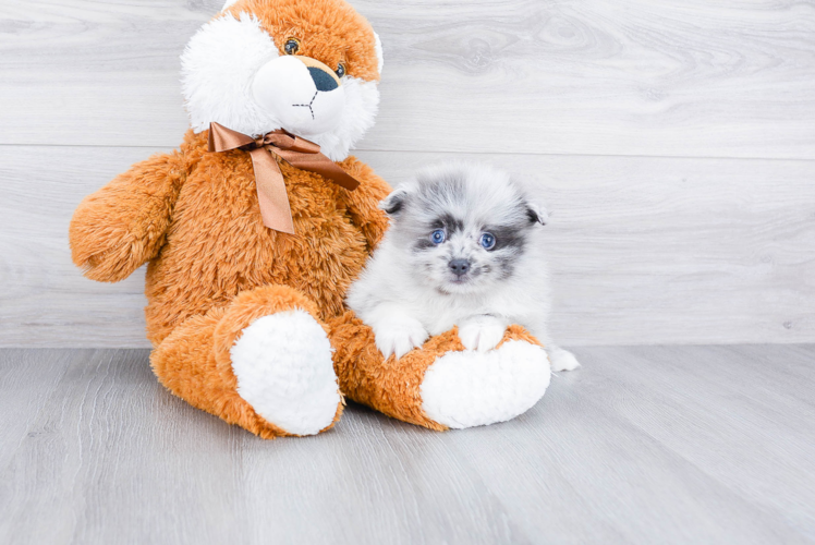 Fluffy Pomeranian Purebred Puppy