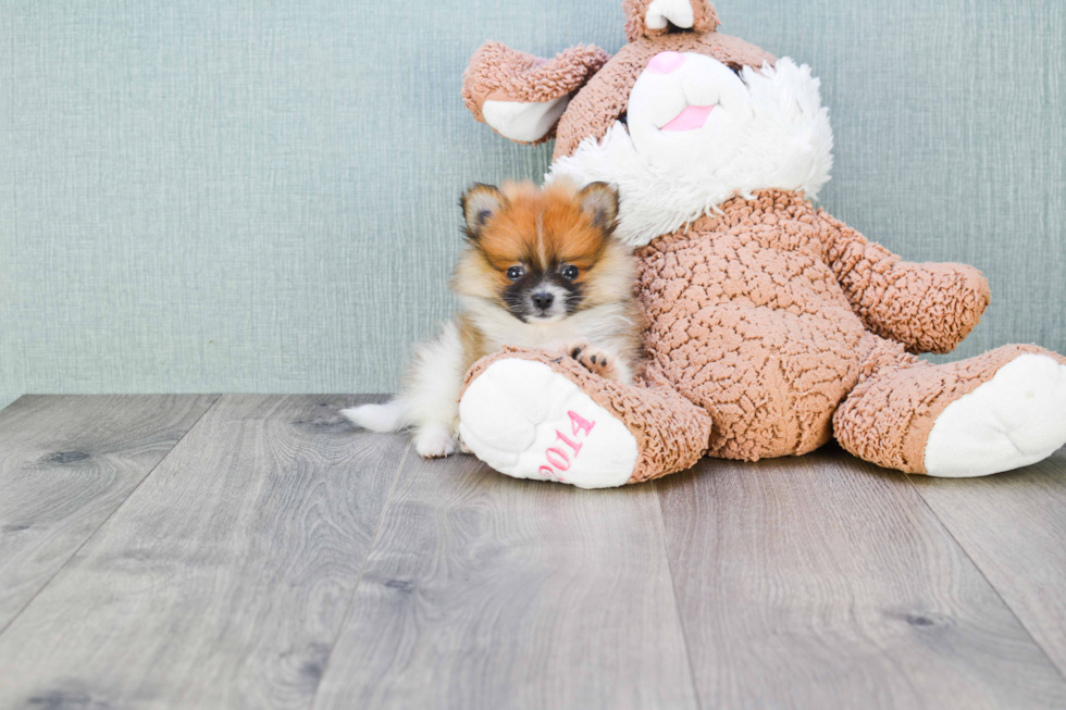 Sweet Pomeranian Purebred Puppy