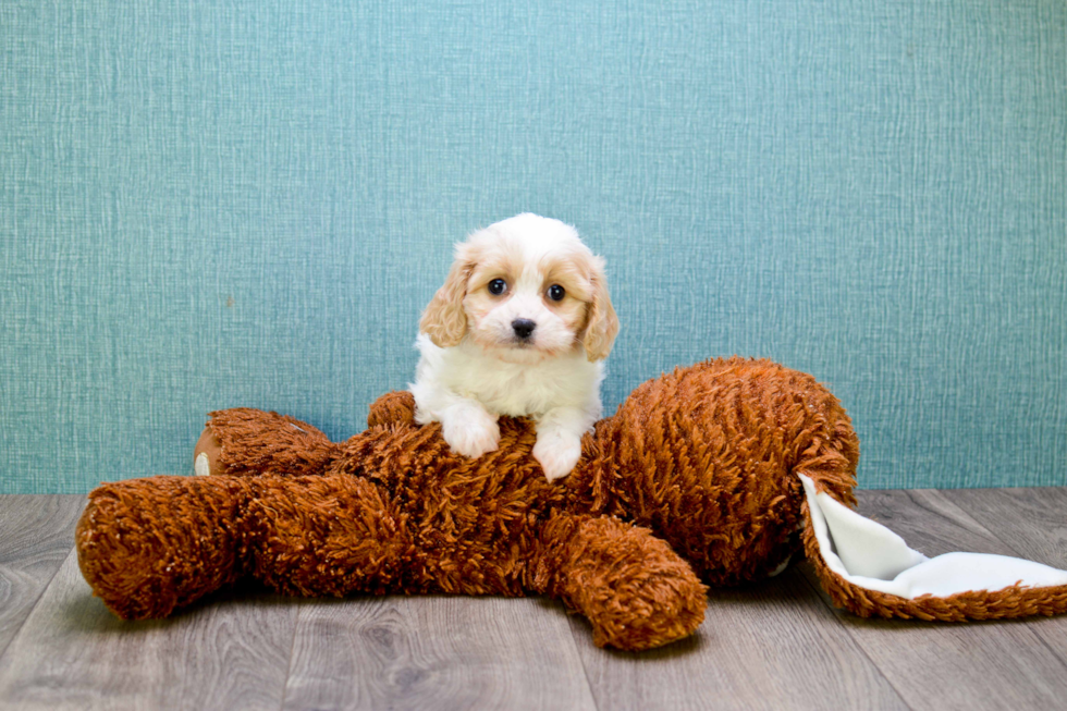 Cavachon Pup Being Cute