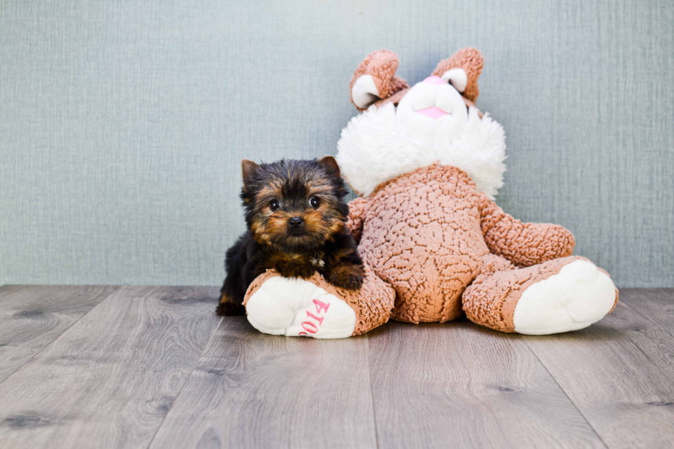 Meet Giselle - our Yorkshire Terrier Puppy Photo 