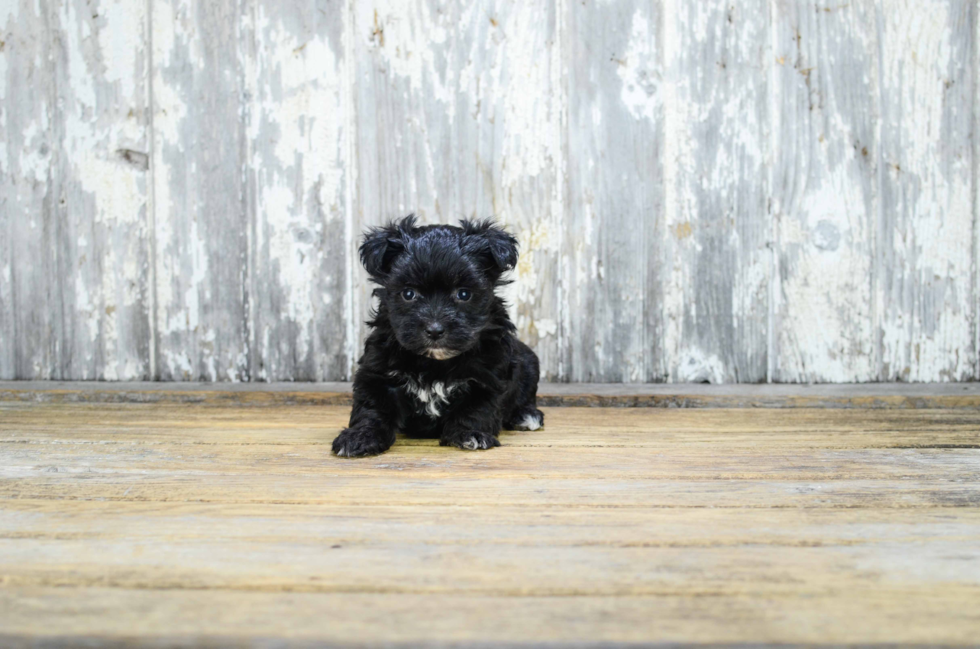 Playful Yorkie Designer Puppy