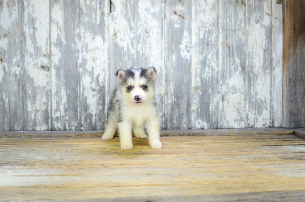 Fluffy Pomsky Designer Pup