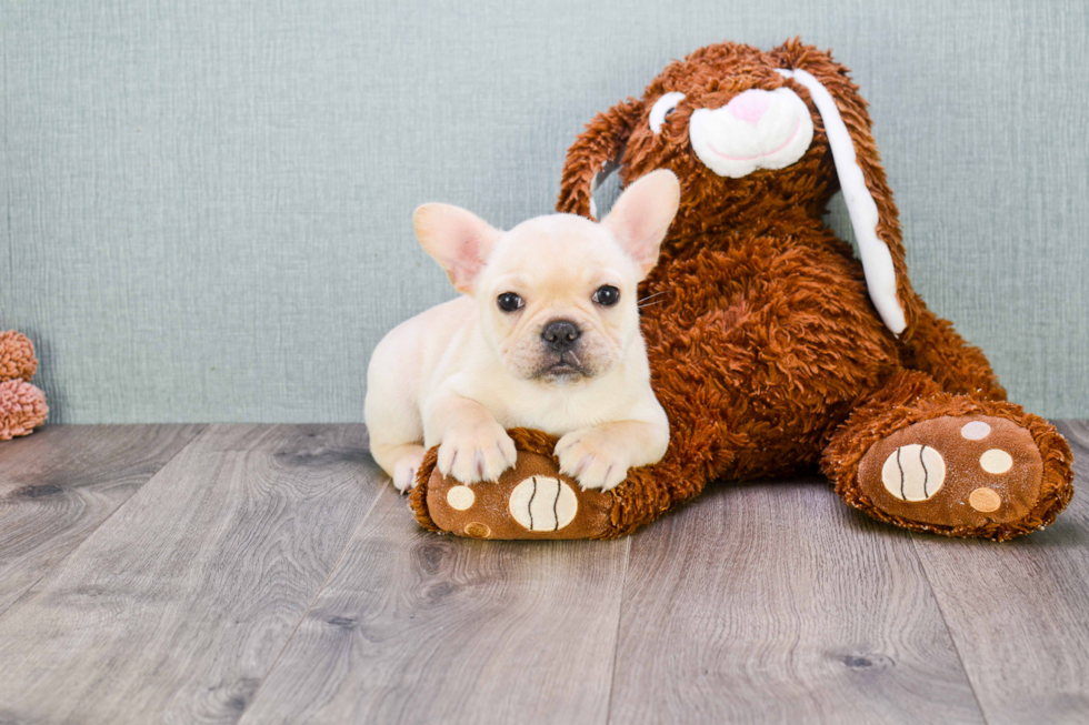 Little French Bulldog Baby