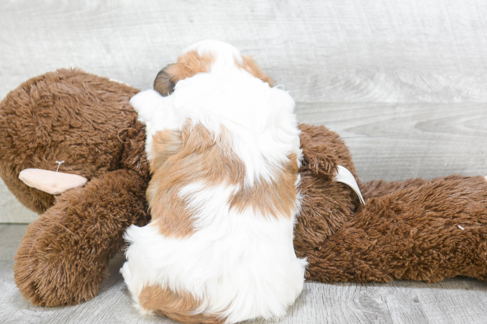 Best Teddy Bear Baby