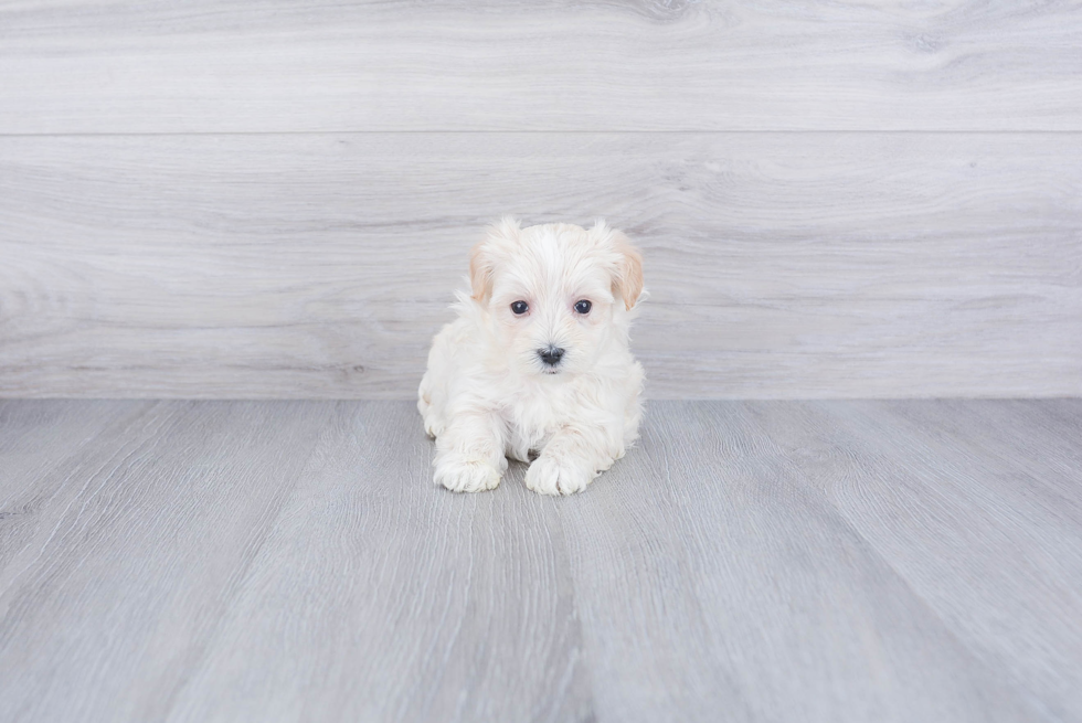 Maltipoo Puppy for Adoption