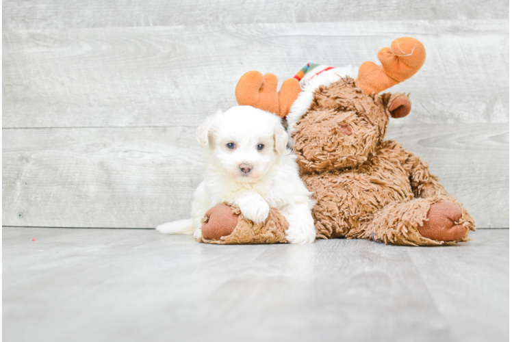 Funny Maltipoo Poodle Mix Pup