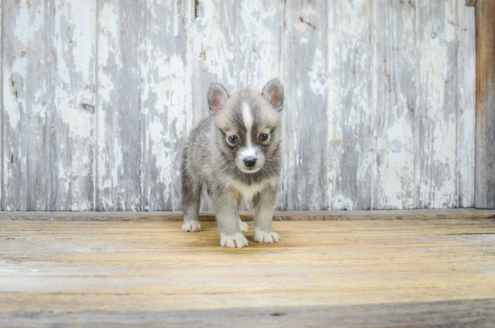 Friendly Pomsky Baby