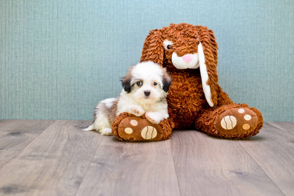 Havanese Puppy for Adoption