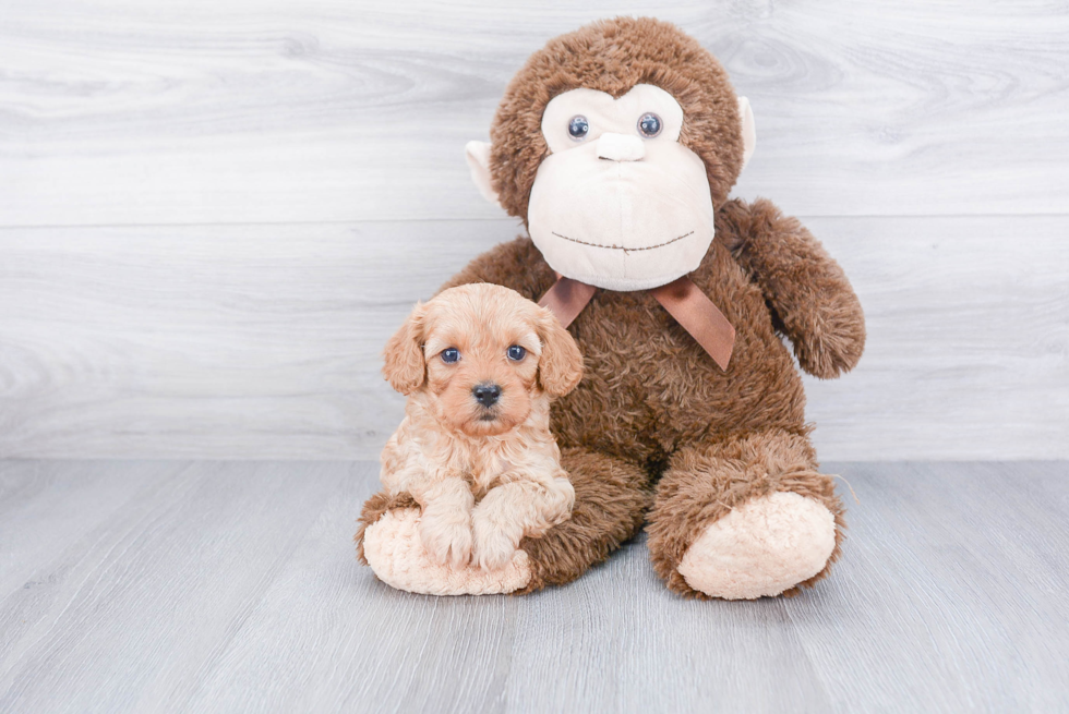 Smart Cavapoo Poodle Mix Pup